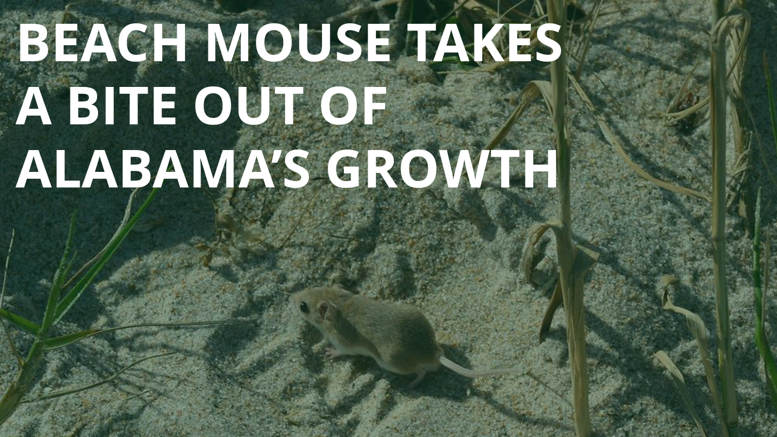 Beach Mouse Takes A Bite Out of Alabama’s Growth