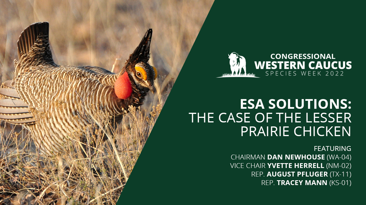 Western Caucus Members Lead Forum to Highlight State & Local Collaboration on Lesser Prairie Chicken Recovery