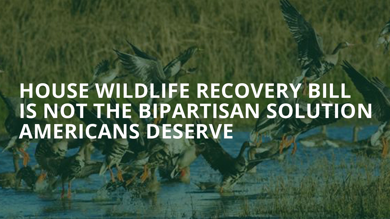 BRANDED: House wildlife recovery bill is not the bipartisan solution Americans deserve