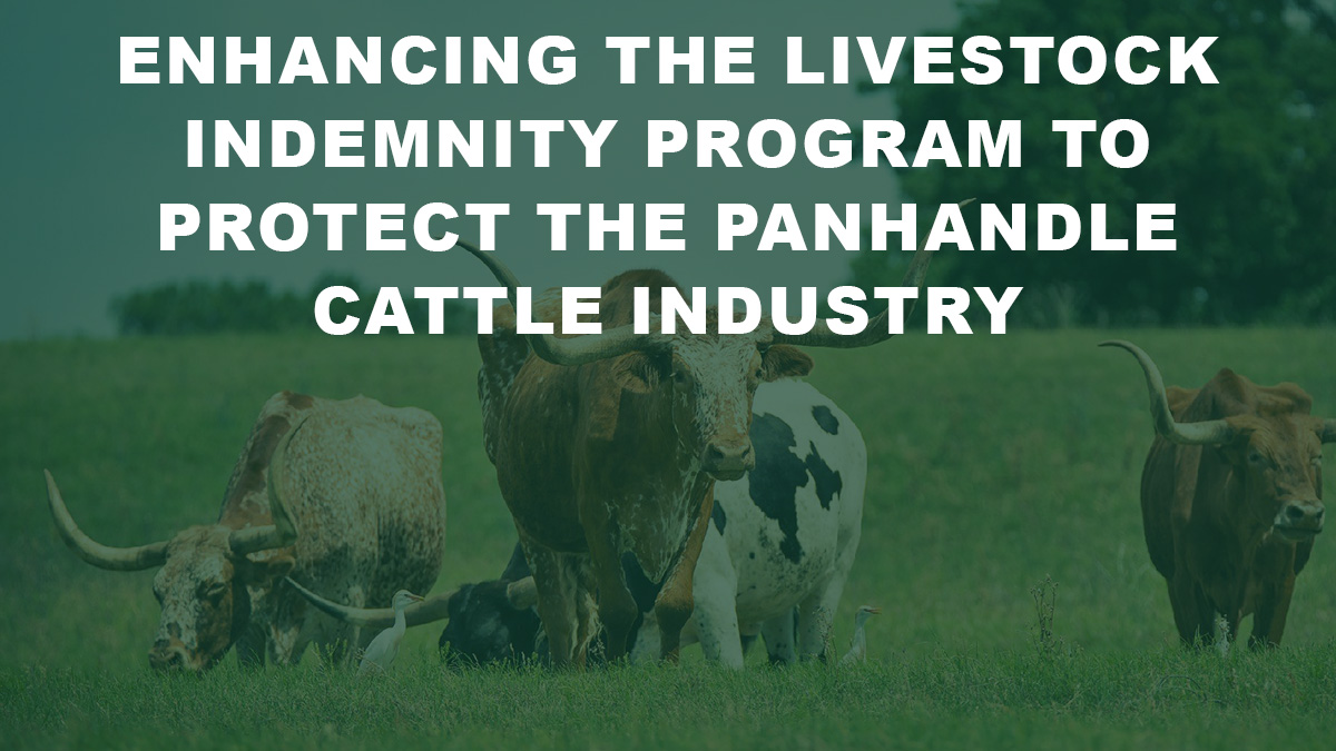 Enhancing the Livestock Indemnity Program to Protect the Panhandle Cattle Industry