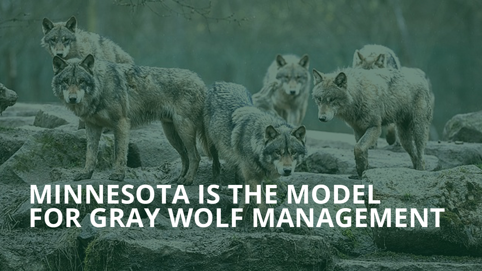 BRANDED: Minnesota is the model for gray wolf management