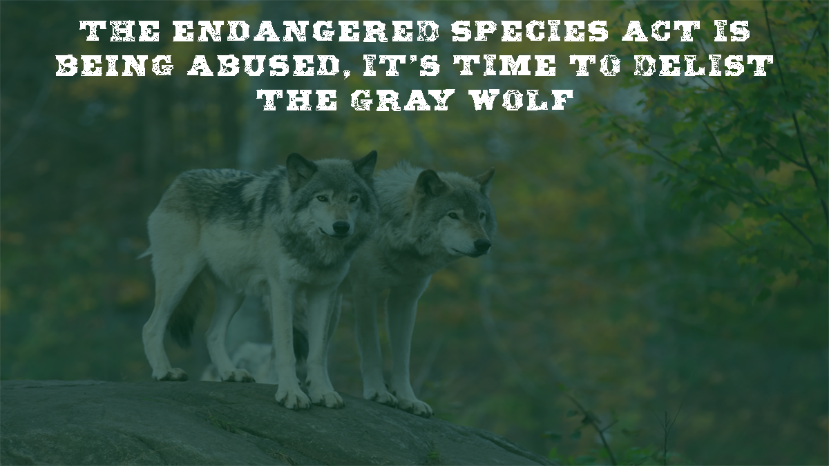 The Endangered Species Act Is Being Abused, It’s Time to Delist the Gray Wolf